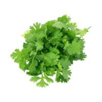 Coriander