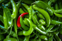 Small Green Chilly