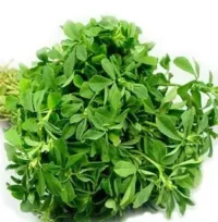 Fenugreek - methi